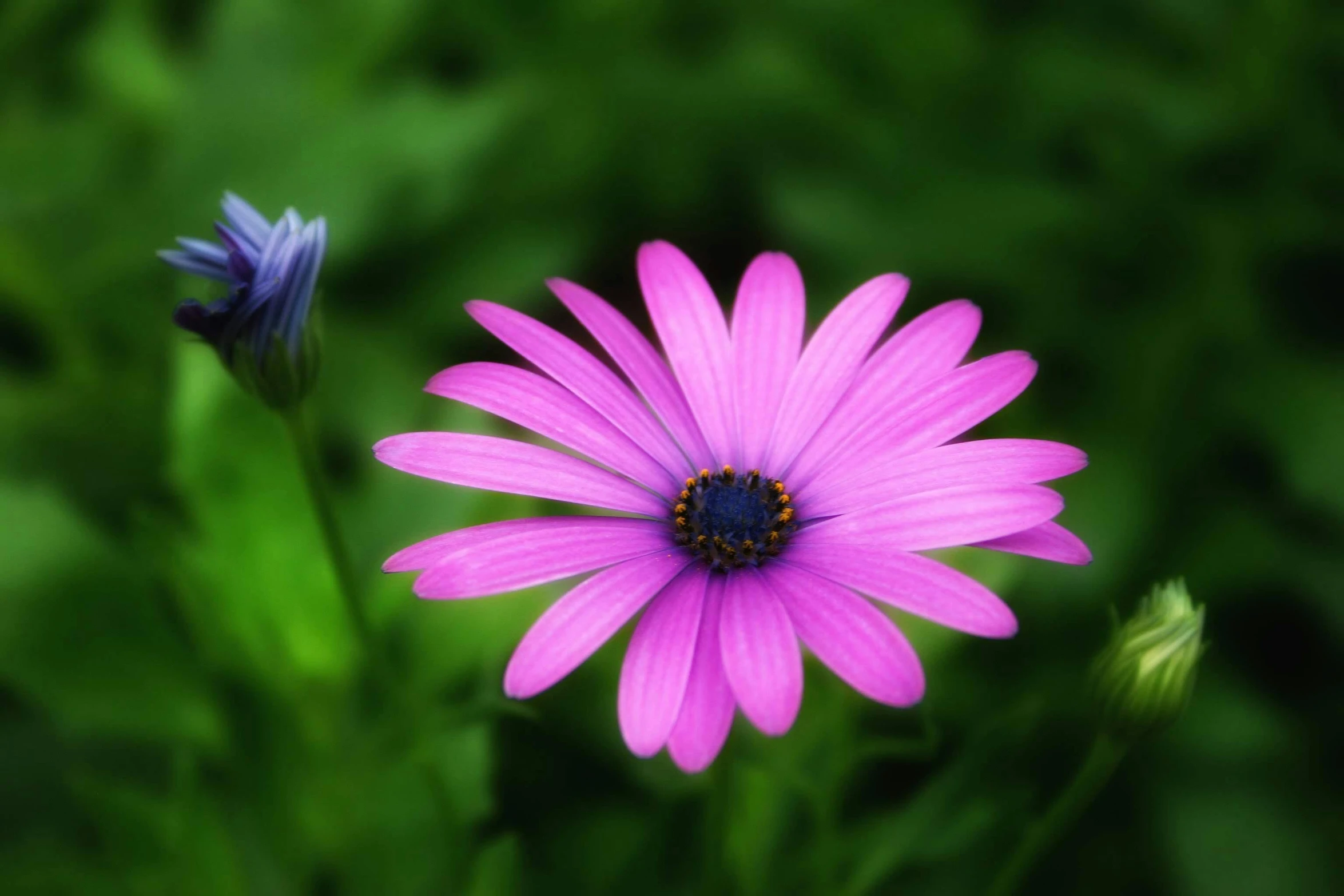 the back of a pink daisy is in front of another flower