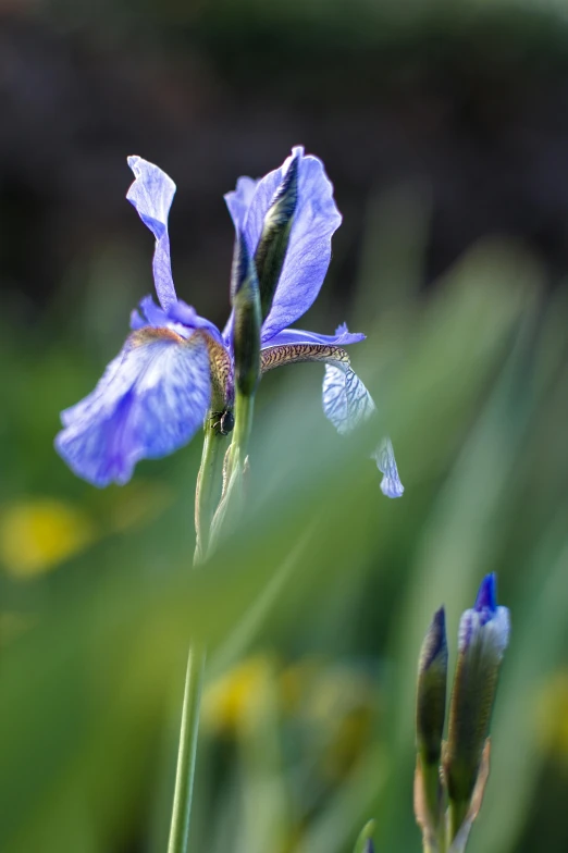 purple flowers growing in the grass with a bug on them