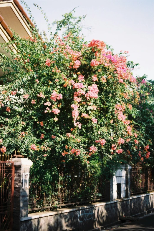 a tree with lots of flowers next to a building