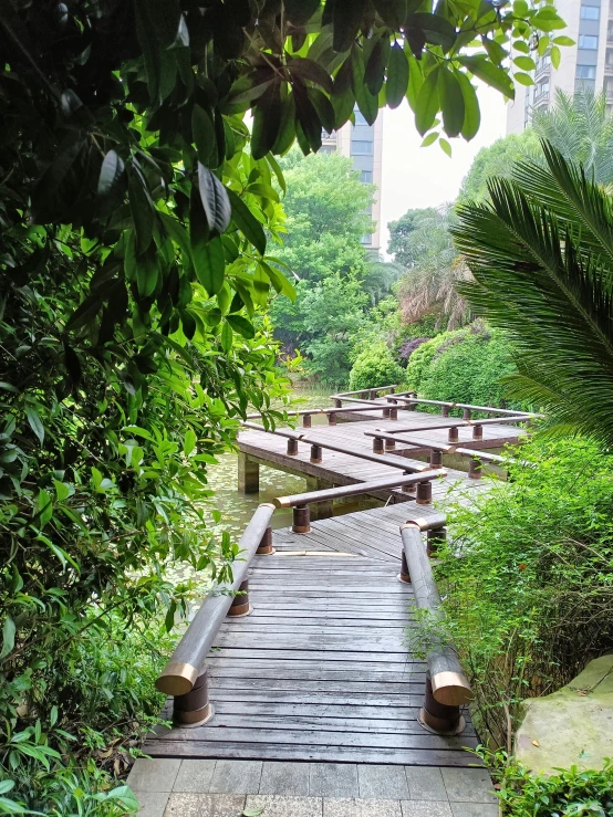 a wooden walkway is surrounded by lush vegetation