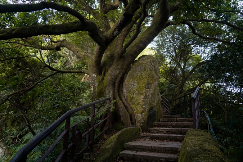 there is an odd looking tree with a staircase leading up it