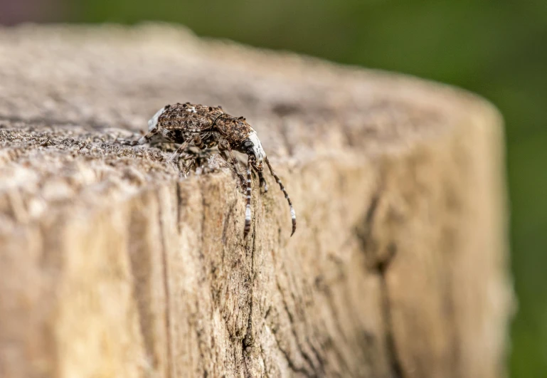 a small spider is sitting on top of a wooden surface