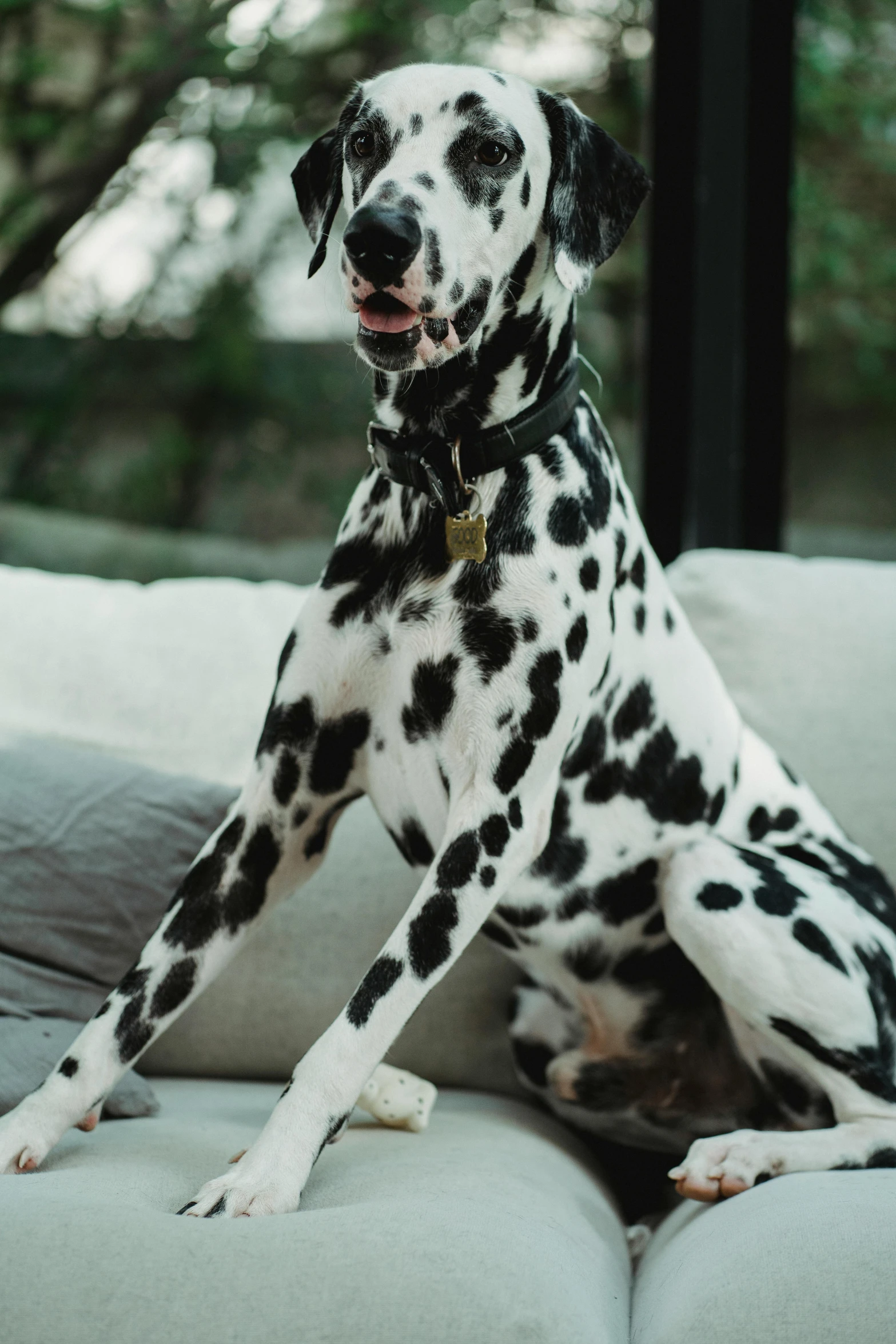 a dalmatian dog sitting on top of a couch