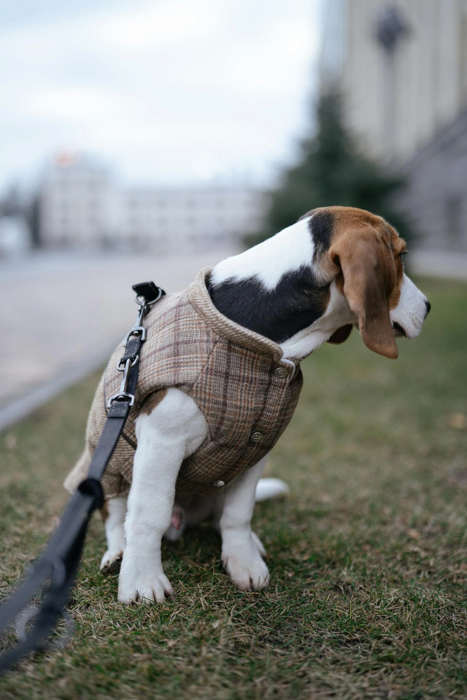 small beagle in brown tweed outfit holding a black leash