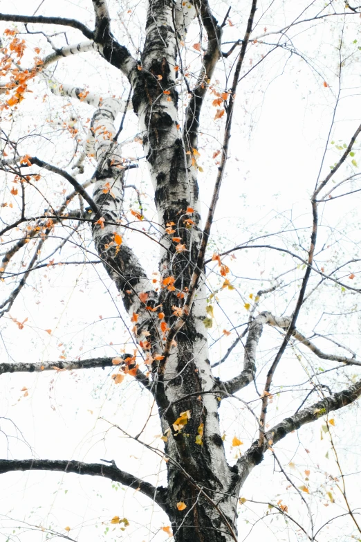 the tree is blooming all year long and has orange leaves on it