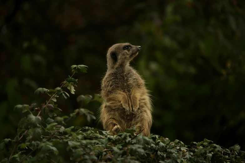 a small grey and white animal standing in front of green foliage