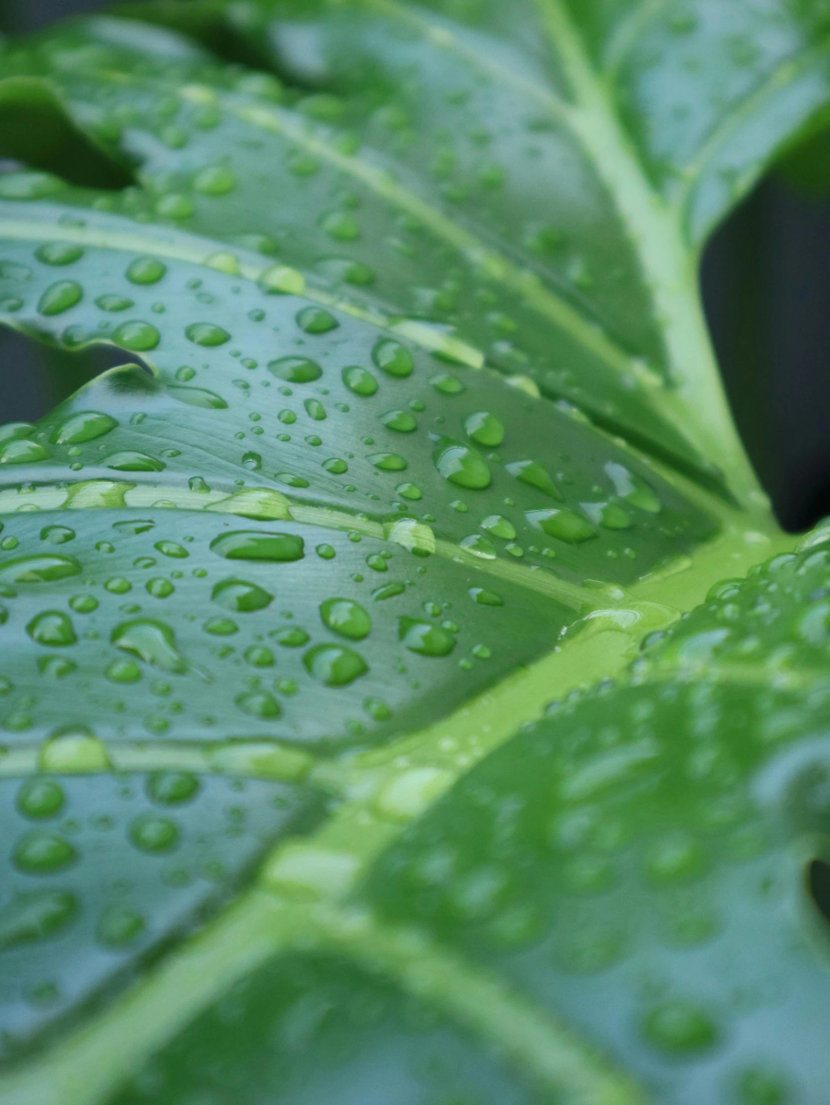 water droplets covering large green leaves on a sunny day