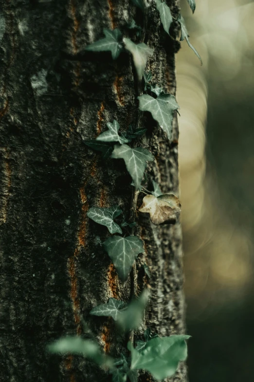 vines growing on the trunk of a tree