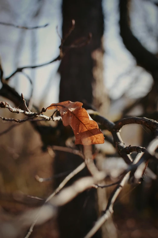 a leaf rests on a nch in the woods