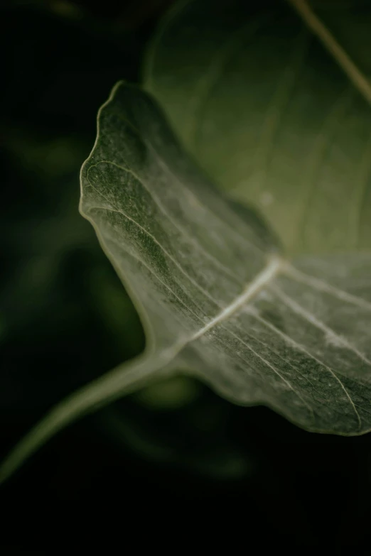 an image of a leaf that is glowing in the dark