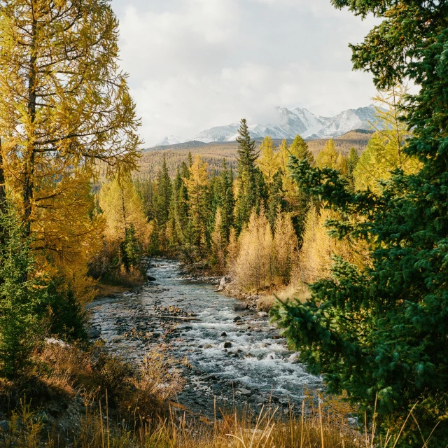 a stream near a forest on a clear day