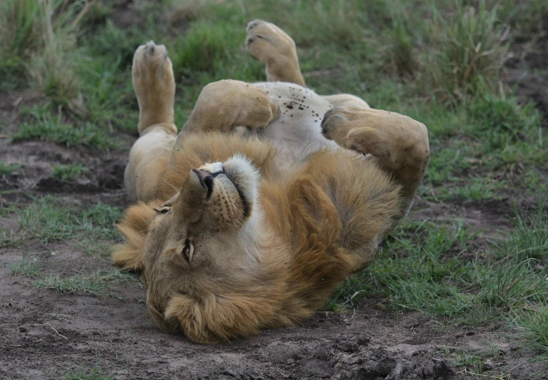 a brown and white lion rolling on its back