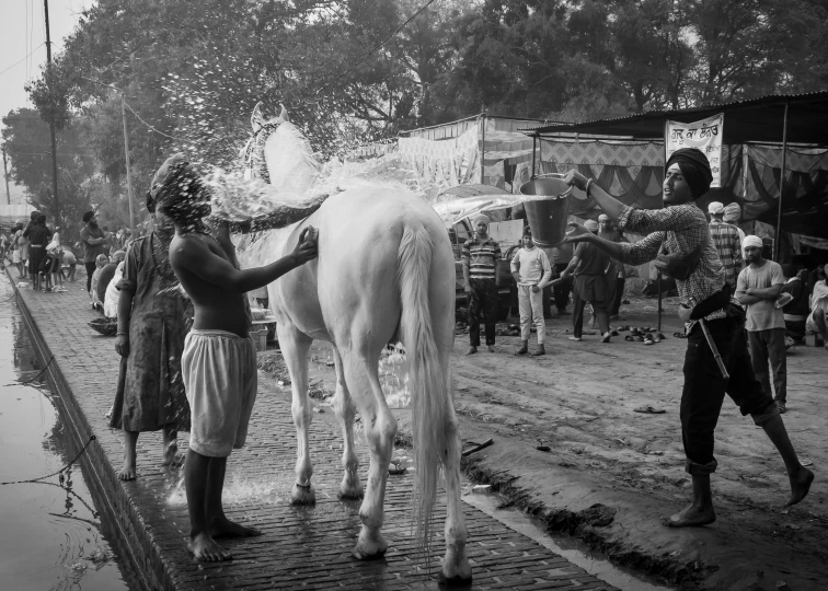 the horse is being sprayed in a body of water