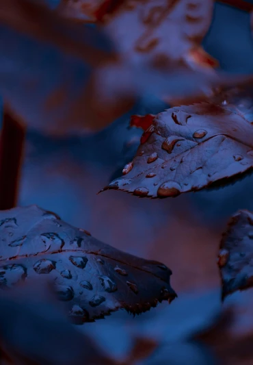 three leaves laying on the ground covered in rain