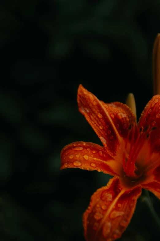 the large orange flower has water droplets on it