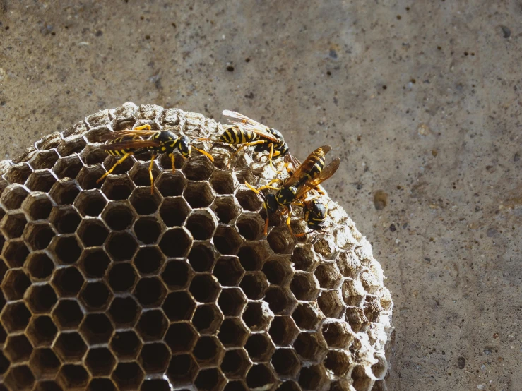honey cells are stacked together with yellow bugs