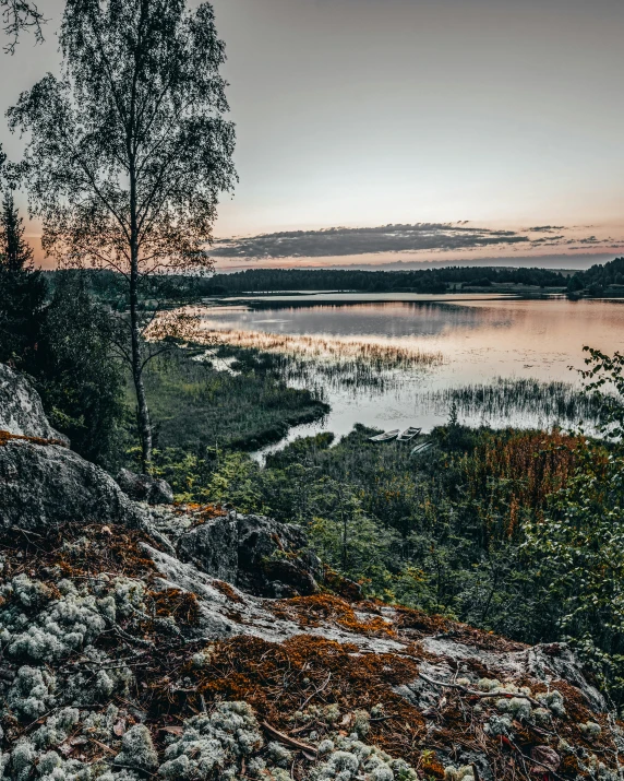 a river with trees and bushes in the foreground