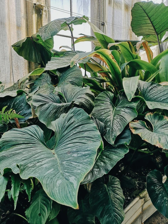 a close up of some plants in a greenhouse