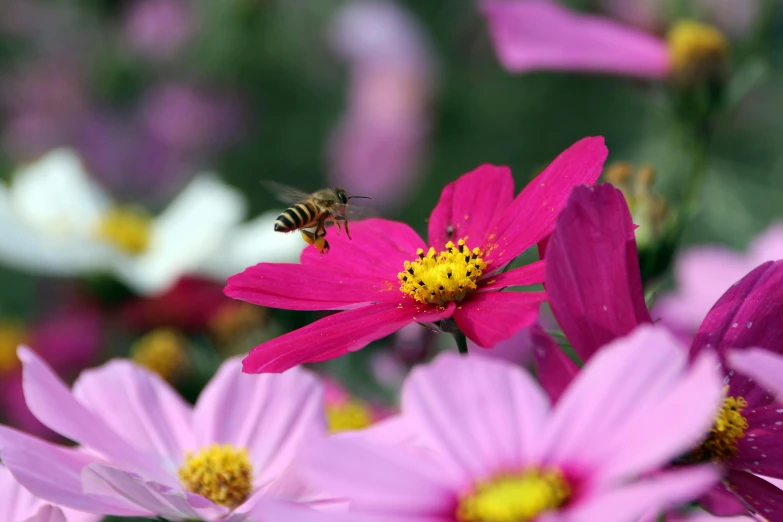 pink daisies are in bloom and a honey bee is flying