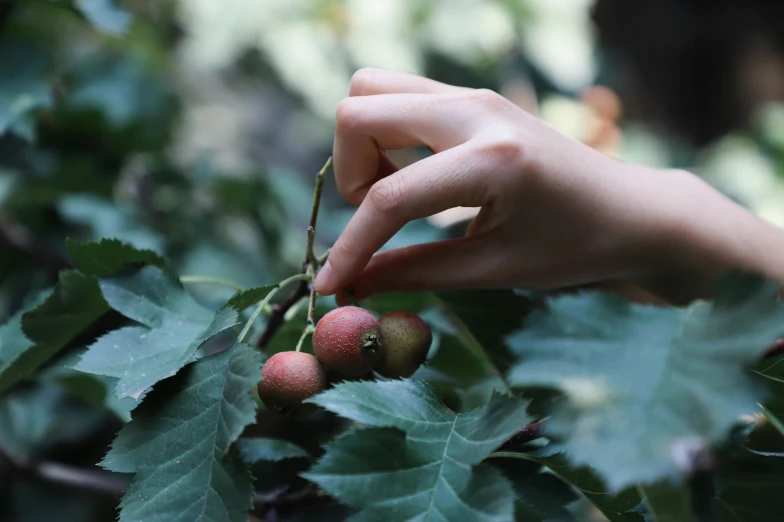 the person is picking and removing fruit from the tree