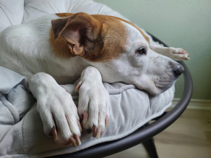 a dog sleeps comfortably on a chair