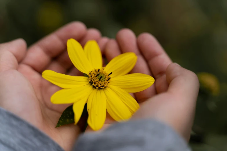 a person holding a yellow flower in their hand