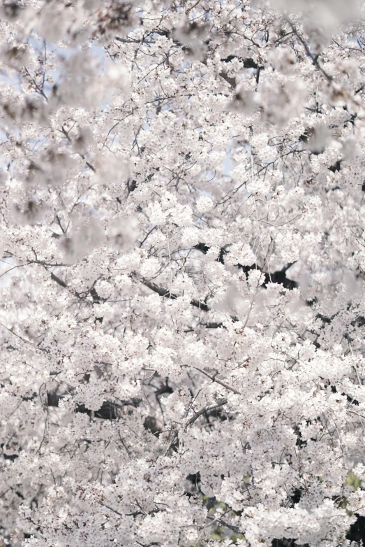 a bunch of white flowers that are in a tree