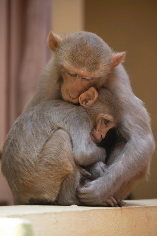 an adult baboon with it's baby is holding his head