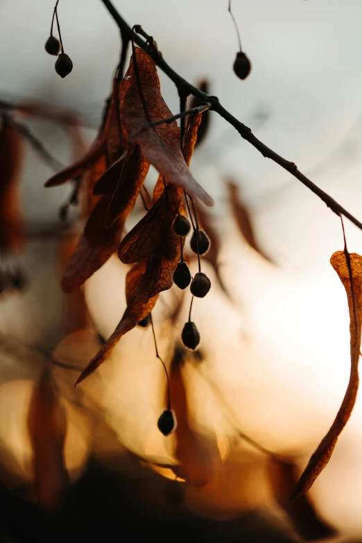 tree nches with small leaves and small berries