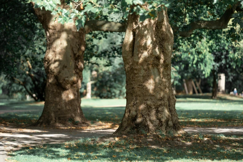 trees with bark in front of a street in the distance