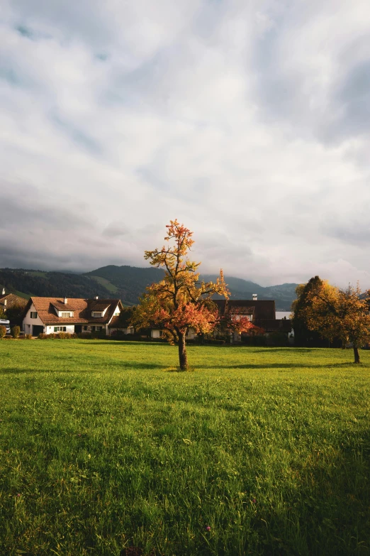 an image of a tree in the middle of the field