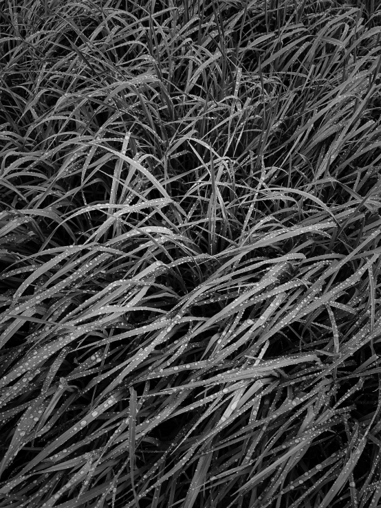 tall grass in a field in the dark