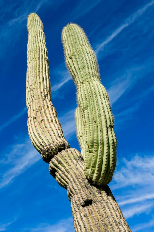 a cactus with its tongue stuck out looking up at a blue sky