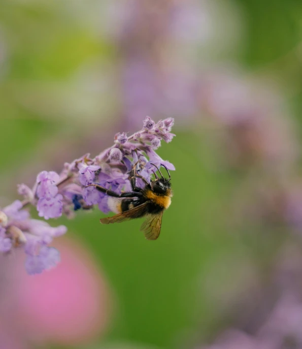 a bee is resting on a flower