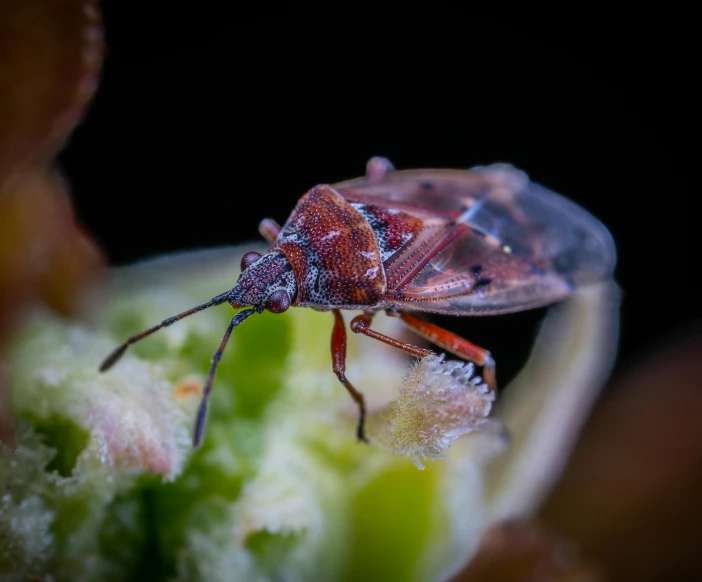 a pair of bugs on top of a green plant