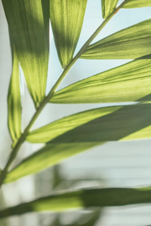 closeup of large green plant leaves near a building