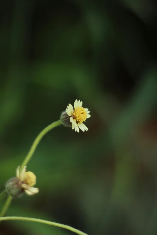 the small yellow flower is growing out of the green stalk