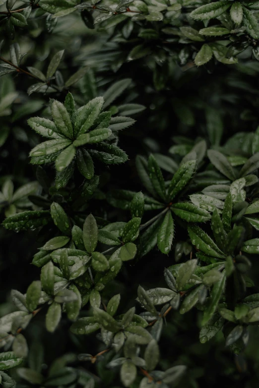 a green plant has thin, spiky leaves