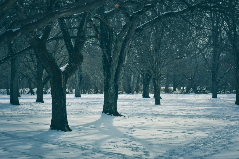 a bunch of trees are standing in the snow