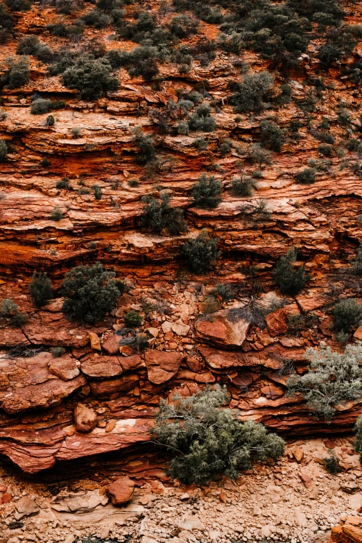 a rock wall with plants growing on it and dirt area behind