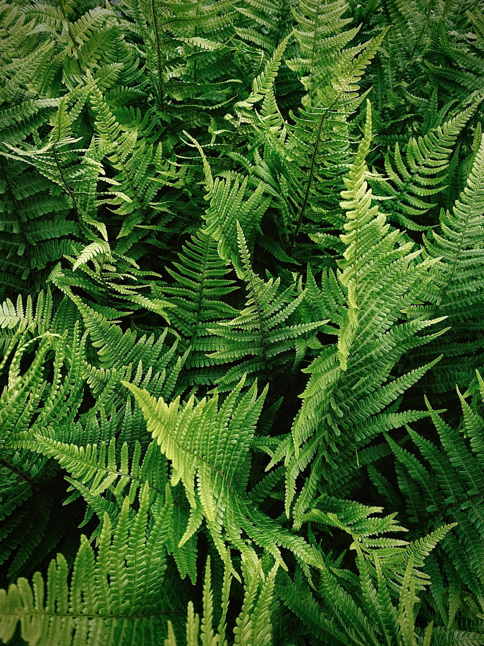 a fern bush that has just begun to blossom