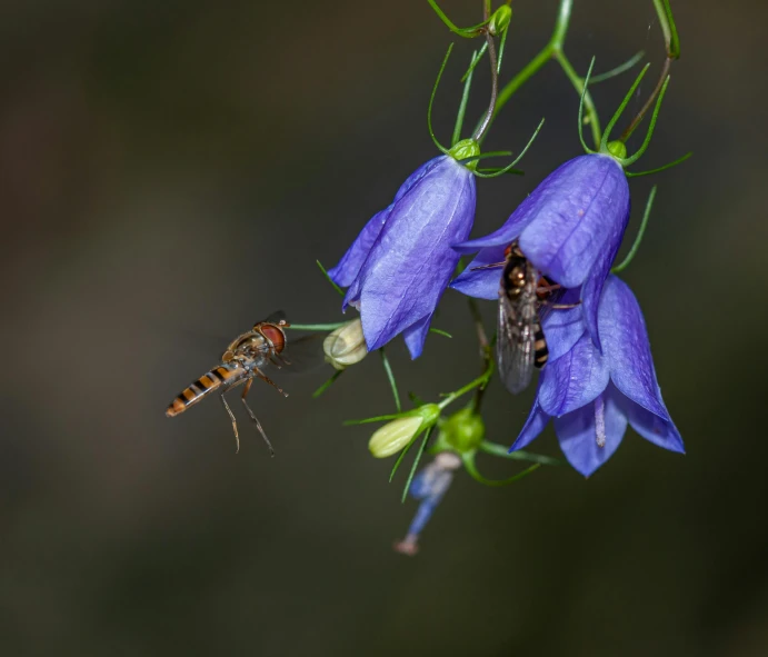 a hummingbird flying over some flowers while another fly is next to it