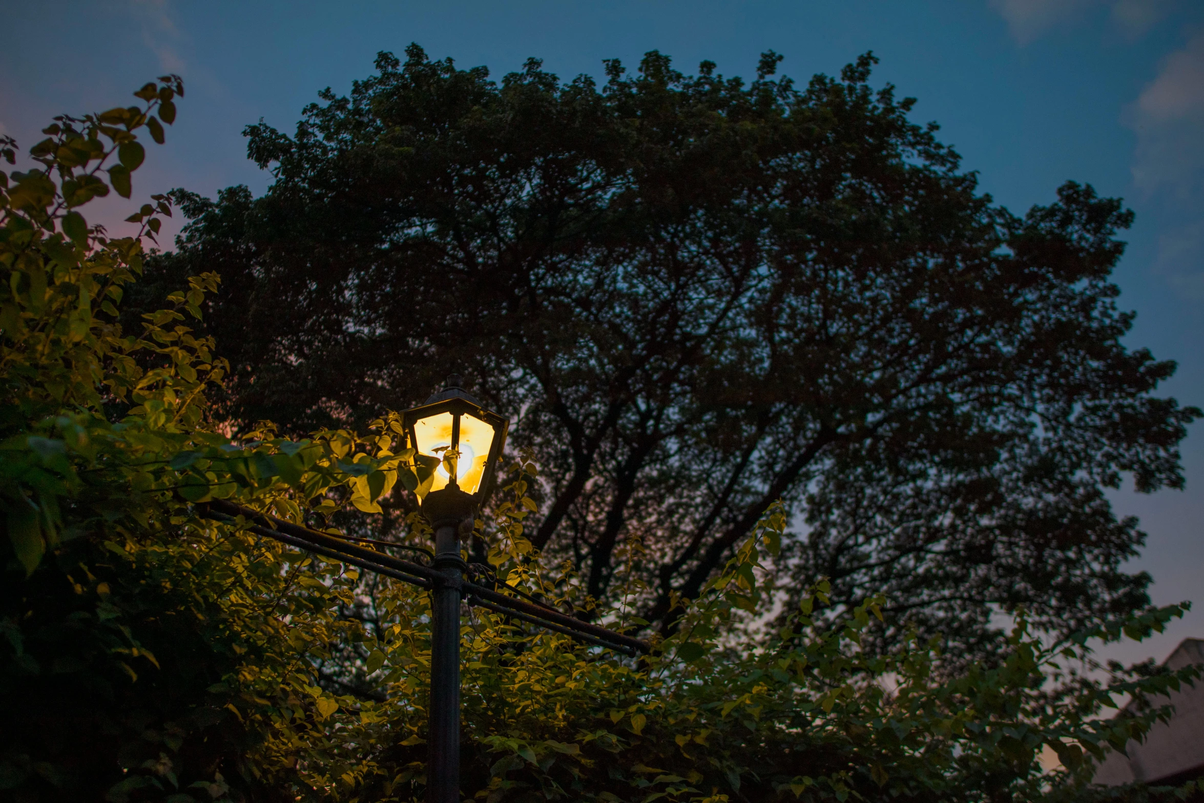 view of street lamp through trees at twilight