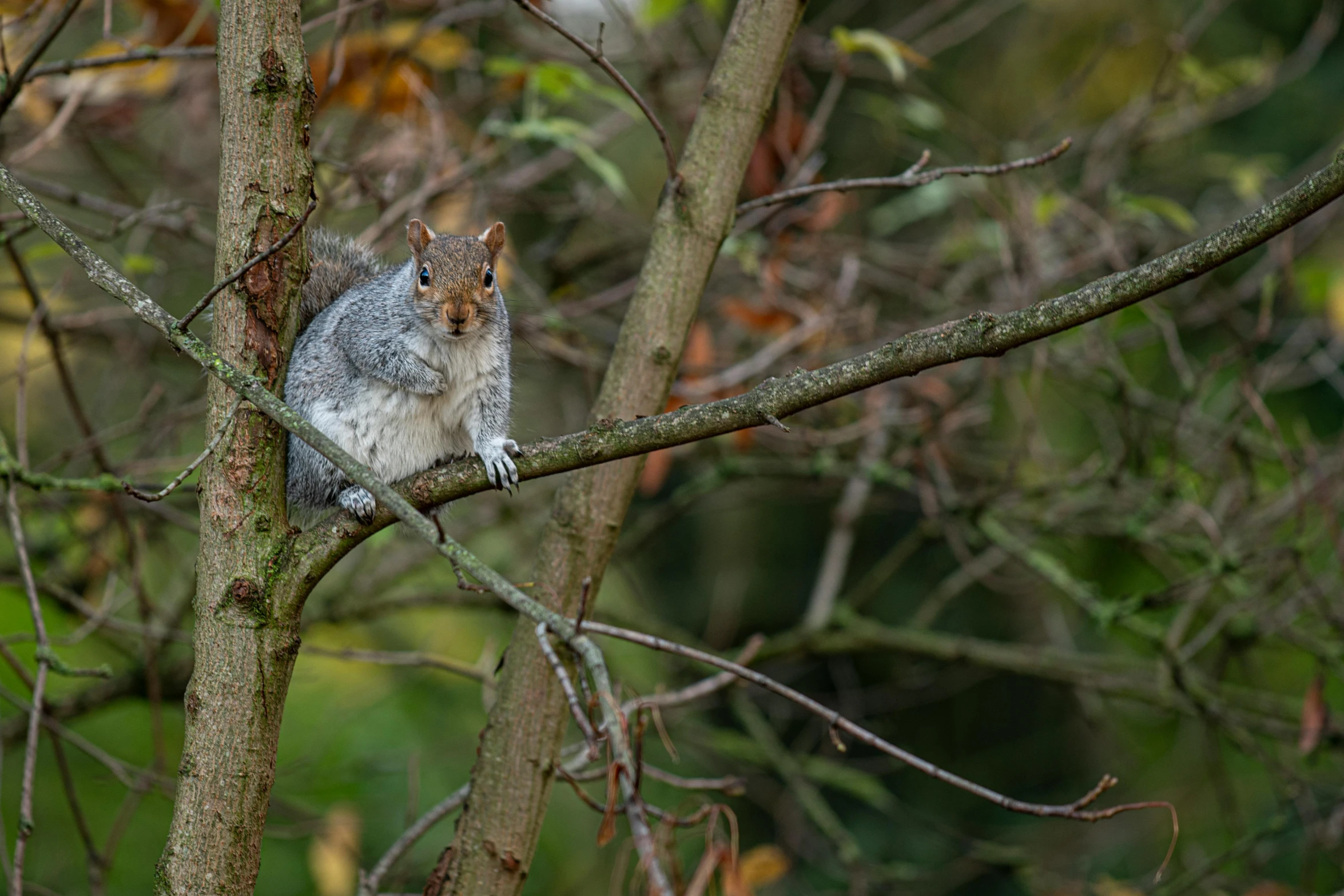 a squirrel sitting on the nch of a tree