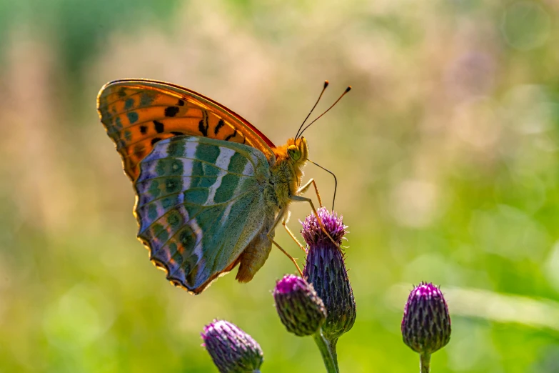 a brown and blue erfly sitting on a purple flower