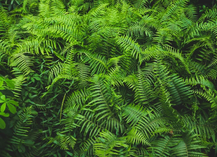 a lush green leafy plant with yellow flowers