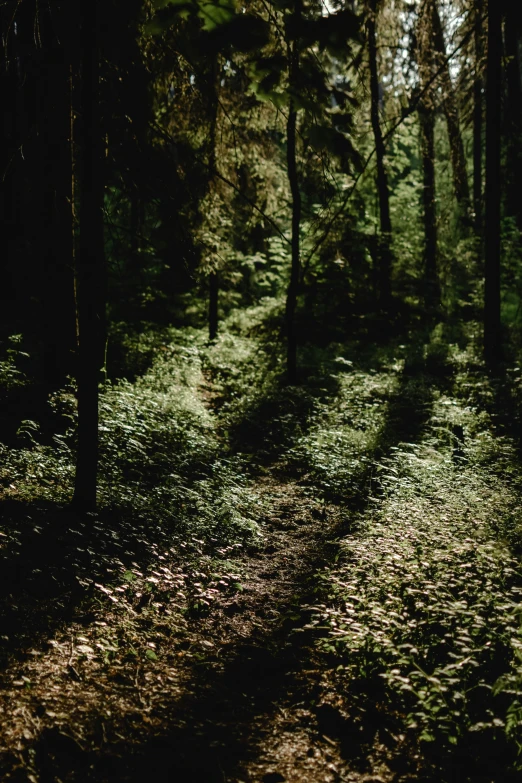 light shining through the trees onto the ground