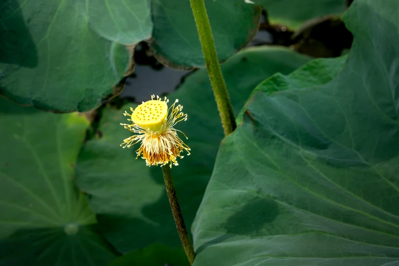 the large yellow flowers are on a large plant