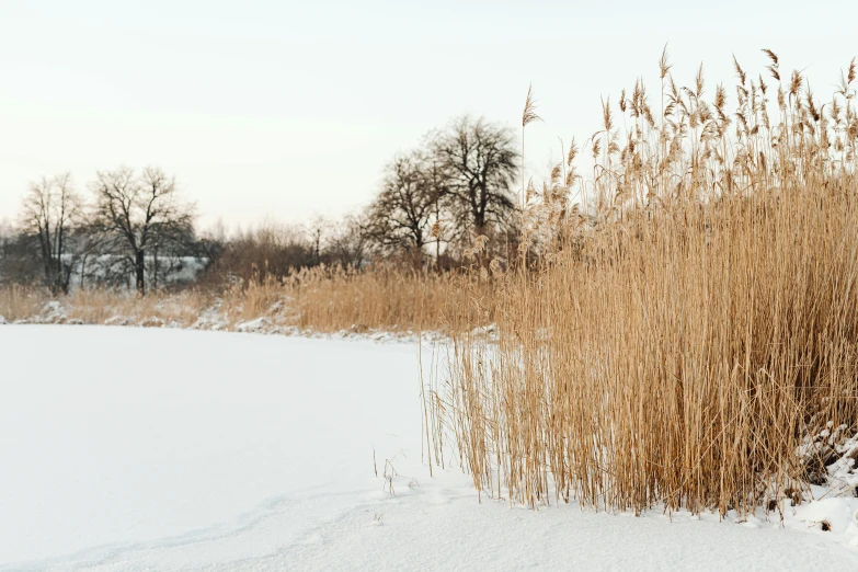 tall grass growing in the snow near a house