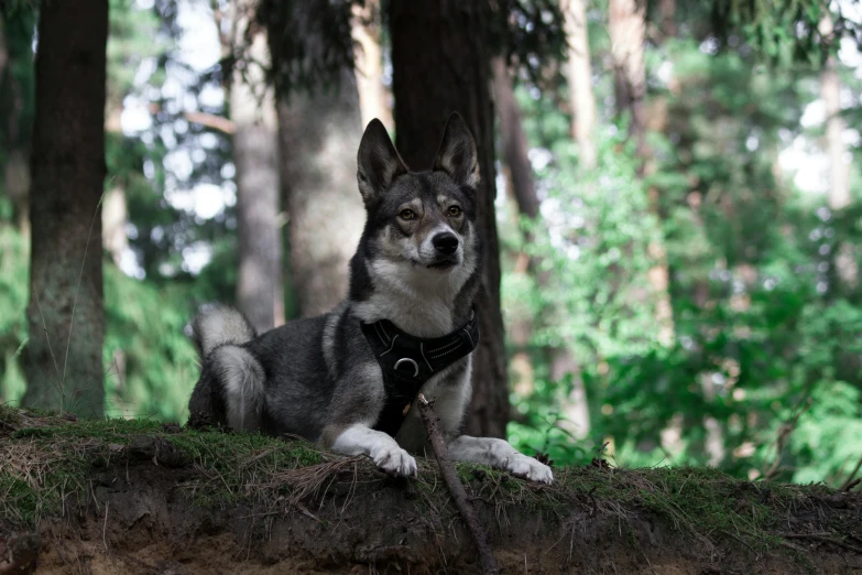 a gray and black husky dog resting on a moss covered hillside